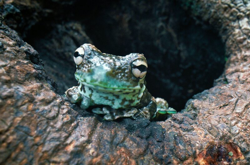 Auch bei der Fortpflanzung zeigen Amphibien erstaunliche Anpassungen: Einige Arten legen etwa ihre Eier in wassergefüllten Baumhöhlen ab, um sie vor Fressfeinden zu schützen. – Bild: Pernel Media