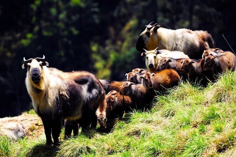 Takine sehen aus wie eine Mischung aus Rind und Ziege oder Gnu. – Bild: BR/​Tang Jia He Nationalpark