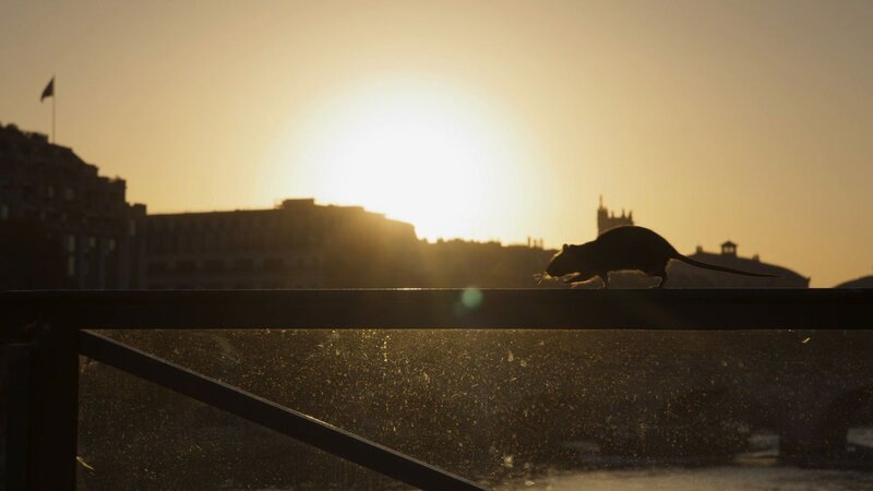 Wildnis Stadt – Bild: SRF/​Light & Shadow/​WDR