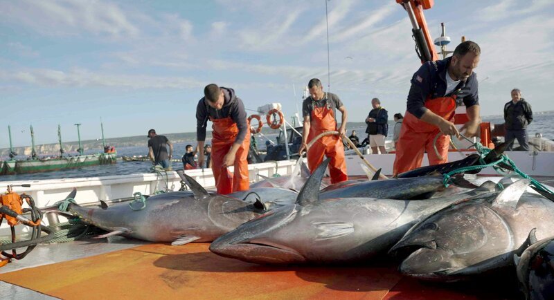 Was früher ein Gemetzel war, geht heute deutlich unblutiger vonstatten: Die Thunfische werden bereits unter Wasser von Tauchern mit gezielten Bolzenschüssen betäubt. Früher hievte man die Tiere zur Schlachtung an Bord, wo sie einem qualvollen Todeskampf ausgesetzt waren. – Bild: NDR/​Florian Melzer