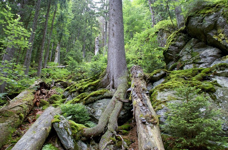 Urwald im Nationalpark Bayerischer Wald. – Bild: Rainer Simonis /​ SWR