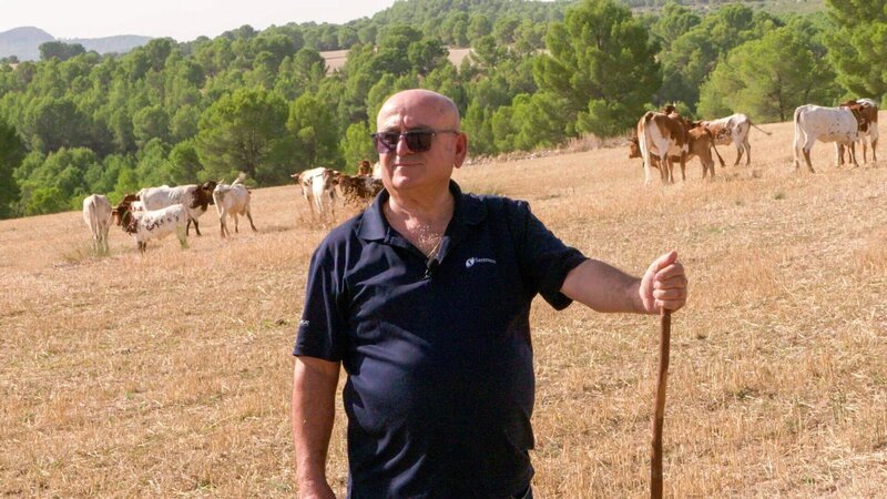 „Gezielte Beweidung“ – Juan Pedro Martínez’ Kühe tragen so zur Reduktion von Waldbränden bei. – Bild: ORF