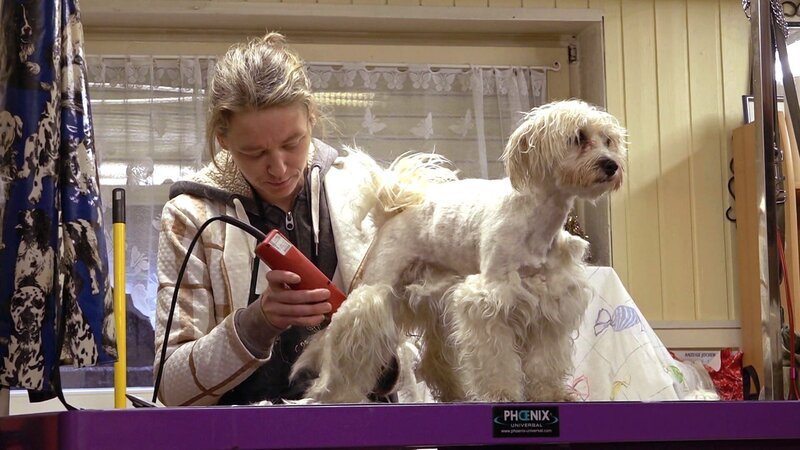 Hundefriseurin Sunny macht bei Malteserhündin Emmy einen Kahlschlag, da das Fell komplett verfilzt ist – Bild: RTLZWEI
