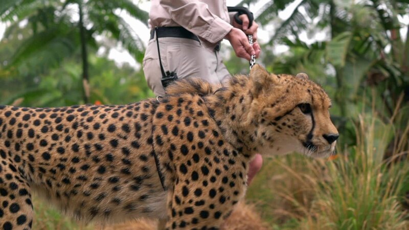 Cheetah – Bild: Discovery Channel