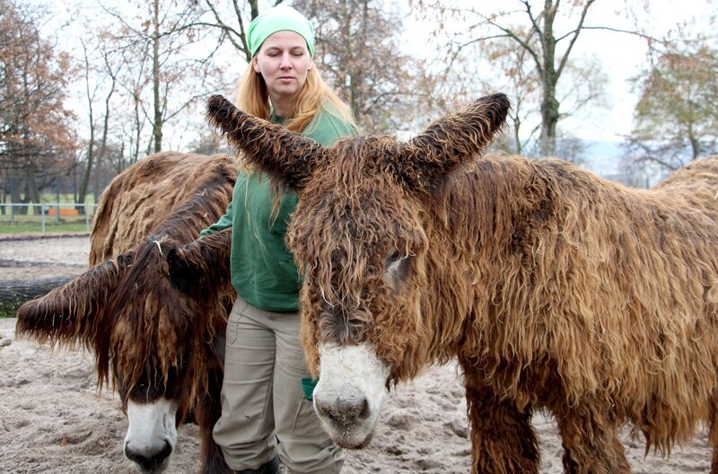 Ramona Schiele bei der Wundversorgung des Poitou-Esels. – Bild: SWR/​Christian Neumann