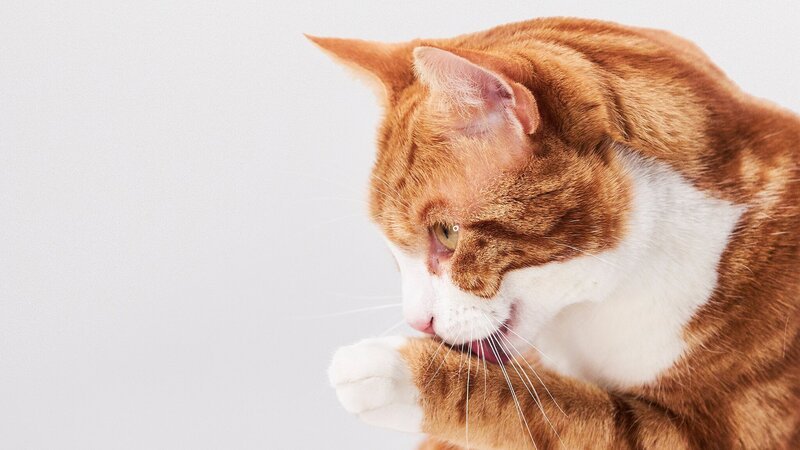Orange-and-white tabby cat licking and cleaning its front paw – Bild: Blink Films