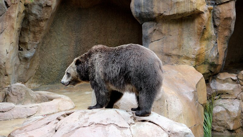 Grizzly bear. – Bild: Jeff DiNunzio /​ Jeff DiNunzio/​Animal Planet /​ Discovery Communications, LLC