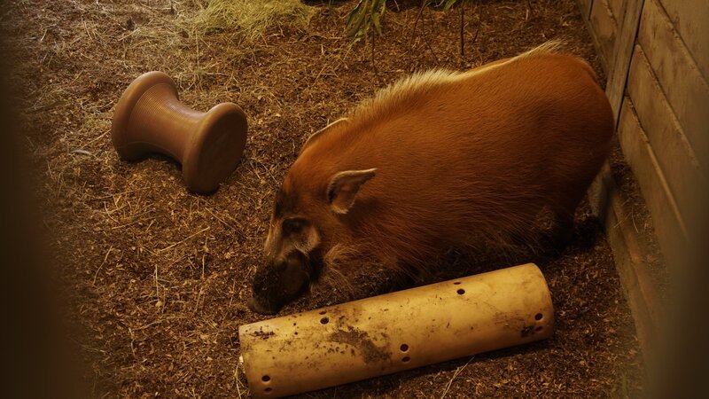 Red river hog – Bild: Jeff DiNunzio/​Animal Planet /​ Discovery Communications, LLC /​ Jeff DiNunzio