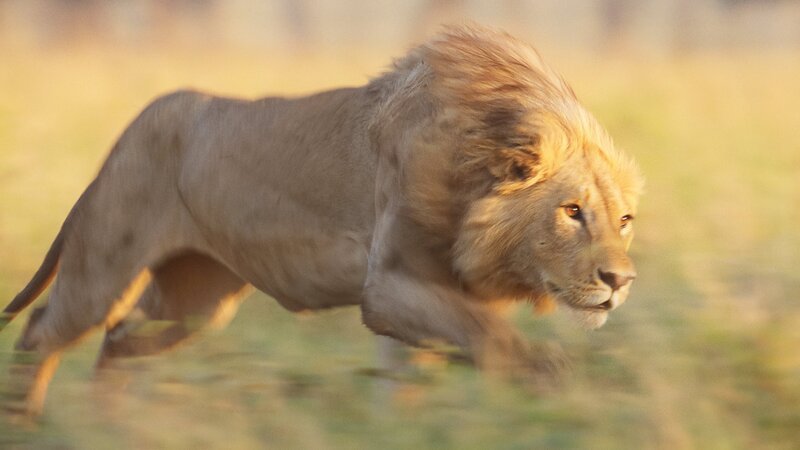 Lion – Bild: Disney+