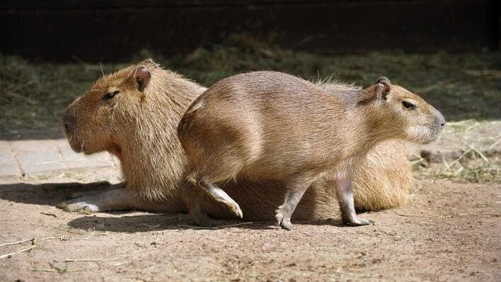 Auf der Südamerika-Anlage im Zoo herrscht große Aufregung: Die Wasserschweinkinder von Mama Lucia erobern das Außengehege. – Bild: rbb/​Thomas Ernst