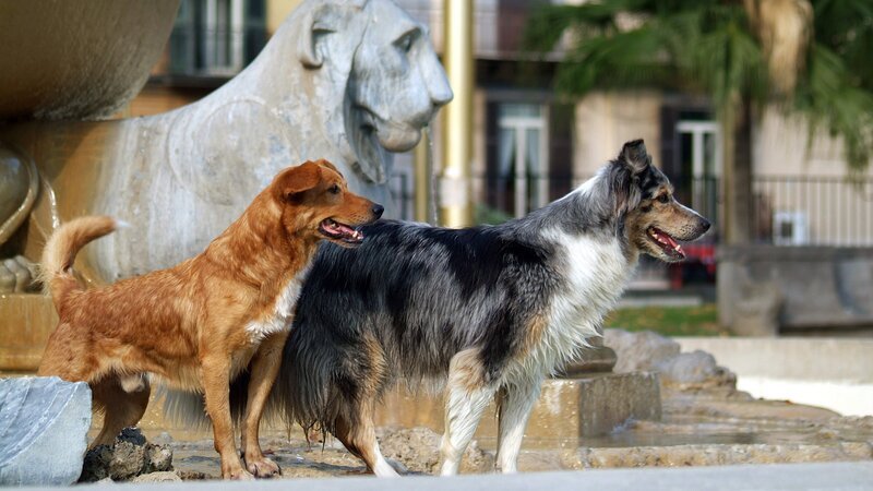 Der Film schildert das Schicksal eines Rudels von verwahrlosten Hunden, das im neapolitanischen Hafenmilieu zu überleben versucht – Eifersucht, Verrat und Gewalt inklusive. Sieben Hunde, jeder mit unverkennbarem Äußeren und ausgeprägtem Charakter, bilden die Kerngruppe einer Straßenbande. Die Dokumentation erzählt von den erstaunlichen Strategien, die Haushunde anwenden, wenn sie im Dschungel der Großstadt überleben wollen, und von den spannenden Allianzen und Beziehungen, die Hunde untereinander entwickeln. – Bild: 3sat
