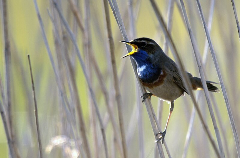 Männliche Blaukehlchen sind Singvögel mit auffallender Blaufärbung von Kehle und Vorderbrust ihres Brutkleids. – Bild: Earth Touch USA LLC
