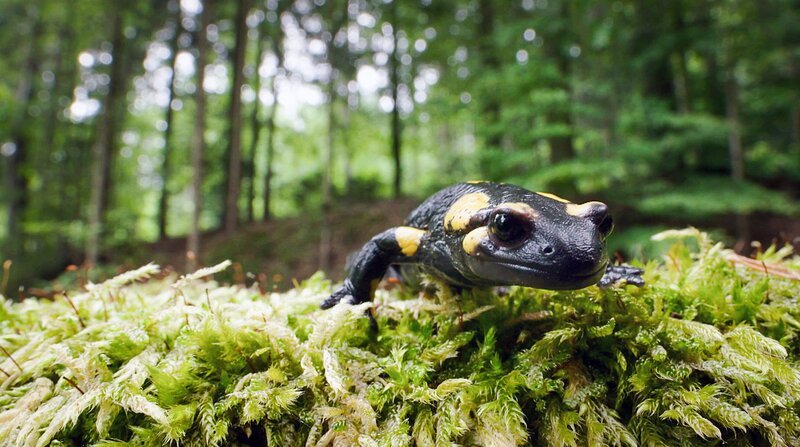 Ein Salamander – Bild: BR/​Text und Bild Medienproduktion GmbH & Co. KG/​WDR/​Rudolf Diesel