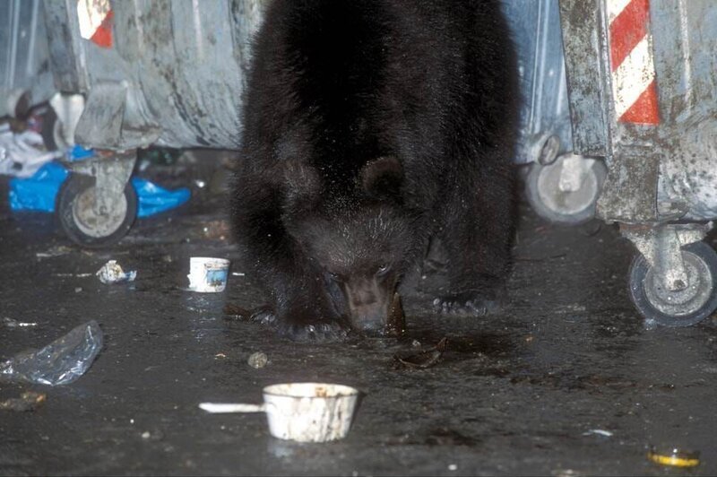 Die wilden Karpaten Rumäniens sind heute noch Heimat der größten europäischen Population von Wolf und Bär. Zwischen den Wäldern liegt Brachov – eine Stadt, die mehr oder weniger mit ihren großen Räubern leben muss. Nachts kommen die Bären bis in die Vororte und kümmern sich um den Inhalt der Mülltonnen. – Bild: BR/​Markus Schmidbauer
