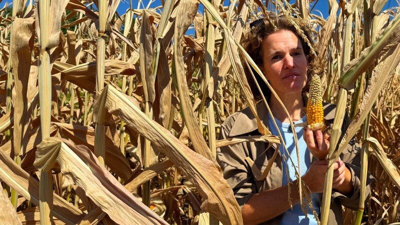 Kathrin Hönegger steht mitten in einem vertrockneten Maisfeld. – Bild: SRG SSR