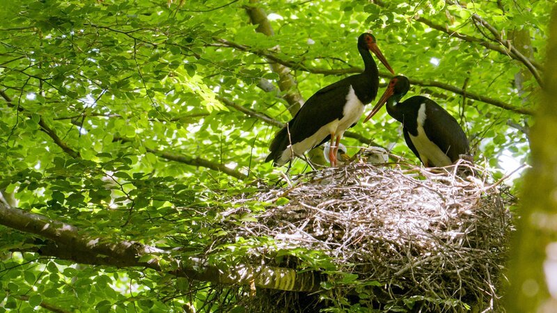 Schwarzstorch Horst mit Jungen. Diese Brutplätze legen sie im Inneren geschlossener Wälder an. Die optimalen Stellen müssen etwas ausgelichtet sein, damit die Vögel mit ihrer bis zu zwei Meter großen Flügelspannweite den Horst anfliegen können. – Bild: ORF/​RANFILM