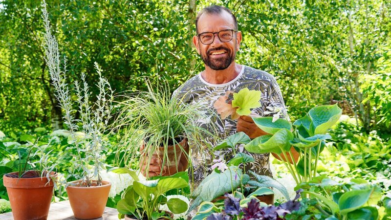 Karl Ploberger widmet sich farbenfrohen Blattschmuckpflanzen. – Bild: 3sat