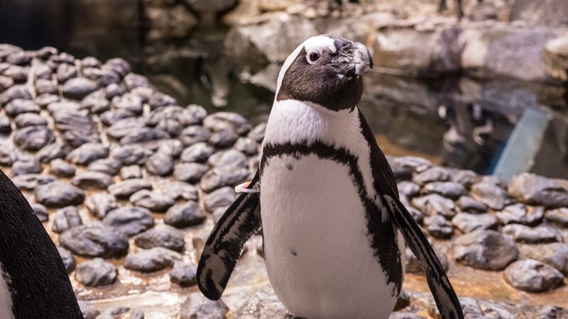 Brillenpinguin – Bild: Addison Hill /​ Animal Planet /​ Georgia Aquarium, Inc.