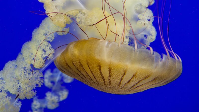 Jelly fish. – Bild: Addison Hill /​ Animal Planet /​ Georgia Aquarium, Inc.