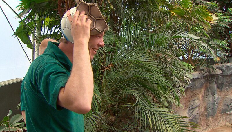 ARD/​NDR LEOPARD, SEEBÄR UND CO. FOLGE 105, „Eine Schafsattrappe namens Gertrud“, am Dienstag (10.04.12) um 16:10&nbsp;Uhr im ERSTEN. Claus Claussen bringt seinen Orang-Utans Fußbälle zum Spielen. – Bild: NDR