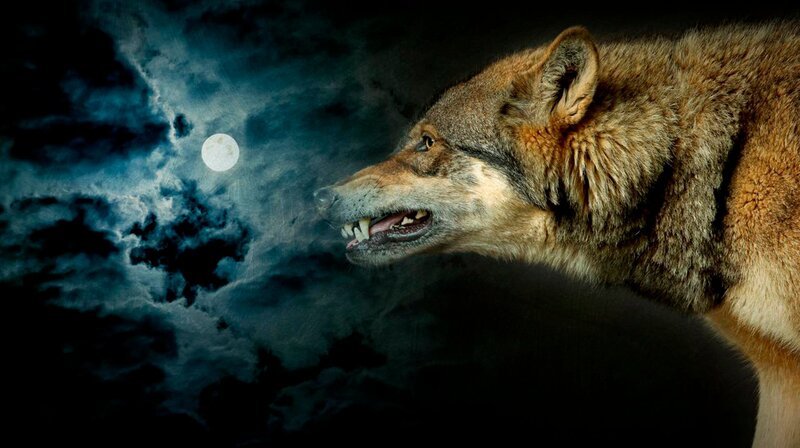 Werwölfe, Horrorwesen aus Wolf und Mensch. Gibt es sie tatsächlich? Wissenschaftler entdecken, woher der Glaube an den Mythos kommt, erforschen neue Begegnungen und eine uralte Mordserie. – Bild: phoenix/​ZDF