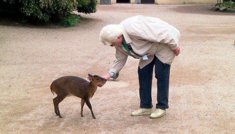 ARD/​NDR LEOPARD, SEEBÄR UND CO. FOLGE 104, „Die Nandus sind los!“, am Donnerstag um 16:10&nbsp;Uhr im ERSTEN. Die Muntjaks haben die Streicheleinheiten der ehrenamtlichen Hagenbeck-Mitarbeiterin Ingrid Lohse besonders gut. – Bild: NDR