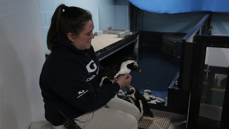 Laken Workman holds penguin Charlie in Penguin Holding – Bild: Animal Planet  /​ Discovery Communications, LLC