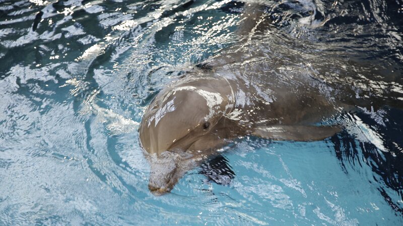 Close up of dolphin swimming. – Bild: Animal Planet /​ Discovery Communications, LLC