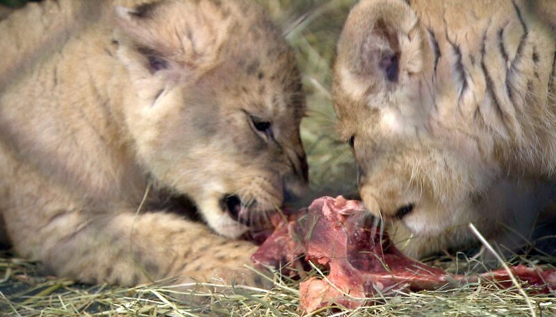 Inzwischen sind die Löwenbabys auch auf den Geschmack von Fleisch gekommen. – Bild: NDR