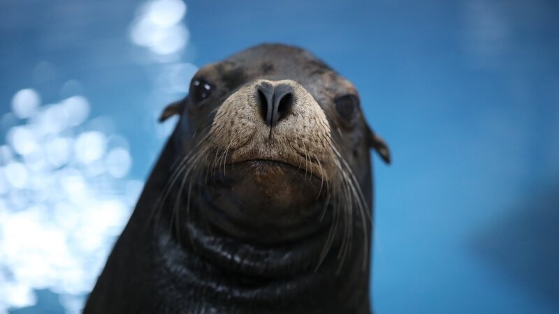 River Otter – Bild: Animal Planet /​ Georgia Aquarium, Inc.