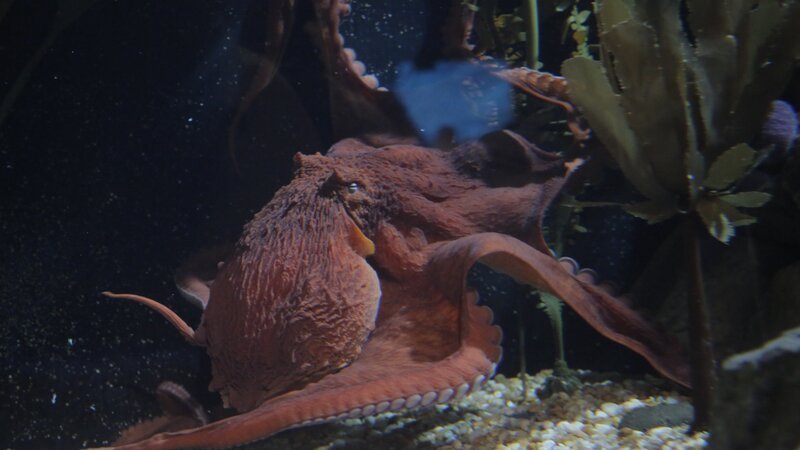 Octopus Ophelia swims in exhibit. – Bild: Animal Planet /​ Discovery Communications, LLC