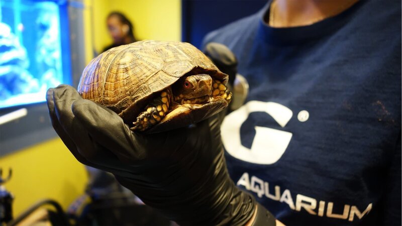 Schildkröten. – Bild: Warner Bros. Discovery