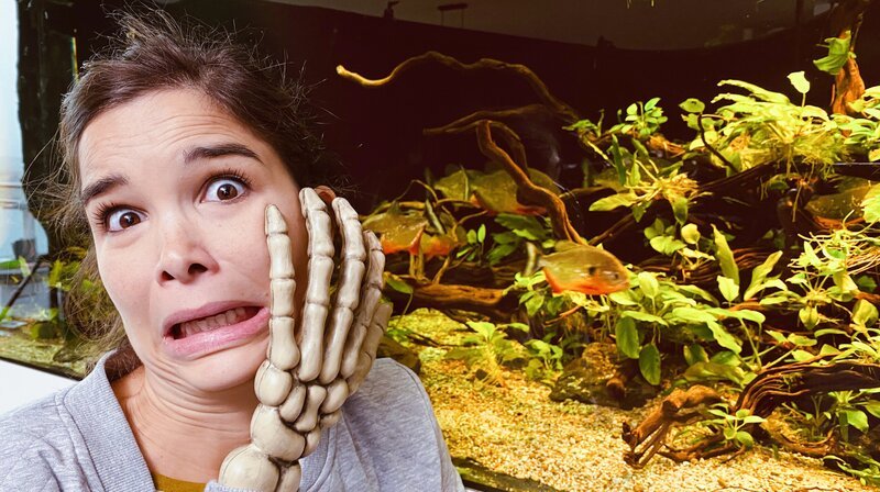 Autsch! Anna ist sich sicher: Besser nicht die Hand ins Aquarium halten! – Bild: BR/​Text und Bild Medienproduktion GmbH & Co. KG/​David Enge
