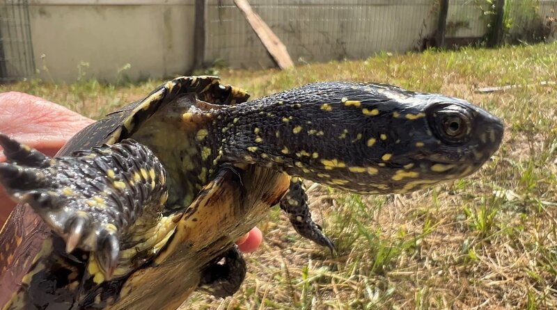 Die Europäische Sumpfschildkröte war schon fast ausgestorben und wird nun erfolgreich in den Rheinauen wieder ausgewildert. – Bild: 3sat
