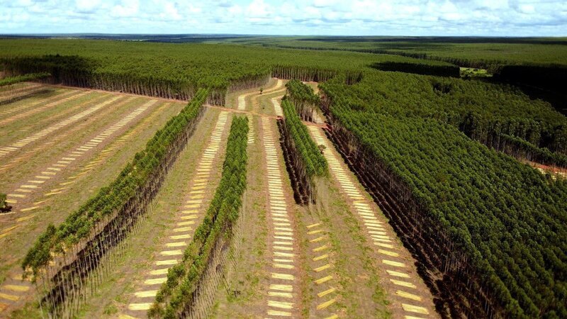 Monokultur-Plantagen, wie hier in Matto Grosso do Sul in Brasilien, verdrängen die ursprüngliche Vegetation, zerstören die Artenvielfalt und bedrohen das biologische Ökosystem. – Bild: ORF/Arte Monokultur-Plantagen, wie hier in Matto Grosso do Sul in Brasilien, verdrängen die ursprüngliche Vegetation, zerstören die Artenvielfalt und bedrohen das biologische Ökosystem. – Bild: ORF/Arte