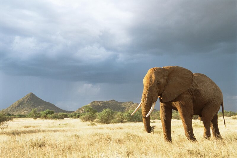 Afrikanischer Elefant – Bild: RTL /​ James Warwick /​ Getty Images /​ Tödliche Ausstattung