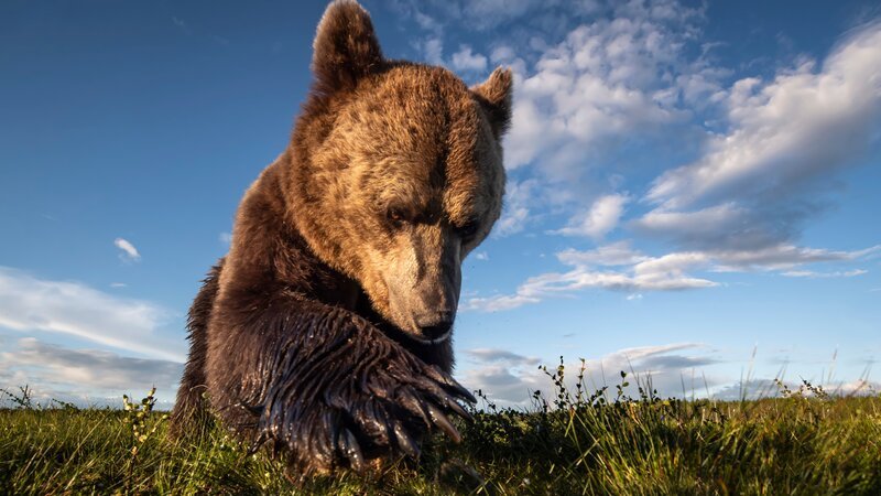 Ein Braunbär mit seinen Klauen den Waldboden durchkämmend – Bild: Roger Brendhagen /​ Terra Mater Studios GmbH
