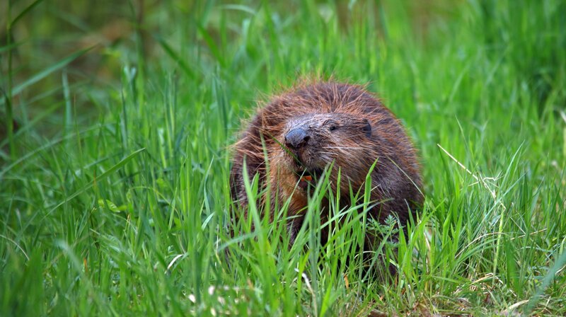 Landspaziergang: Biber sind die größten Nagetiere Deutschlands. – Bild: NDR/​Doclights GmbH/​Klaus Weißmann & Wilma Kock