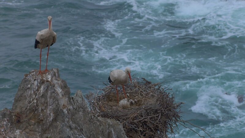 In Portugal legen Weißstörche ihre Nester in den Klippen an der Atlantikküste an. So sind sie sicher vor Raubtieren an Land. – Bild: ZDF