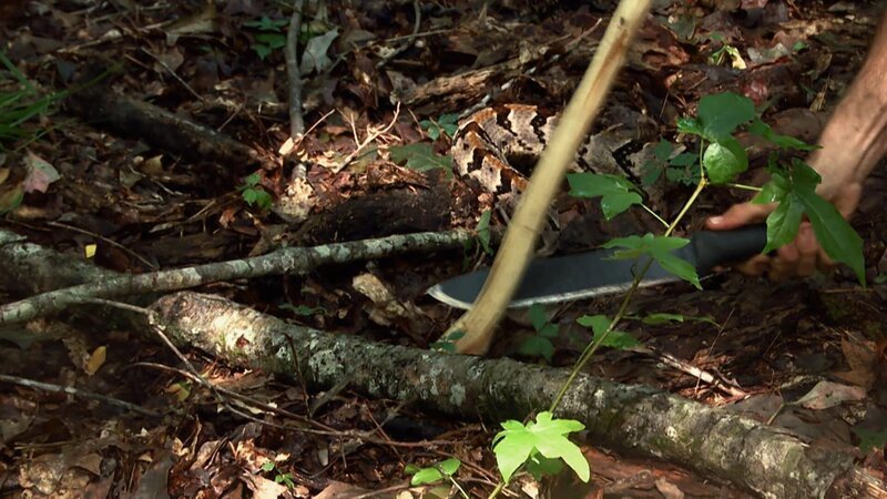 Scott schält einen Ast von einem Baum. – Bild: DMAX