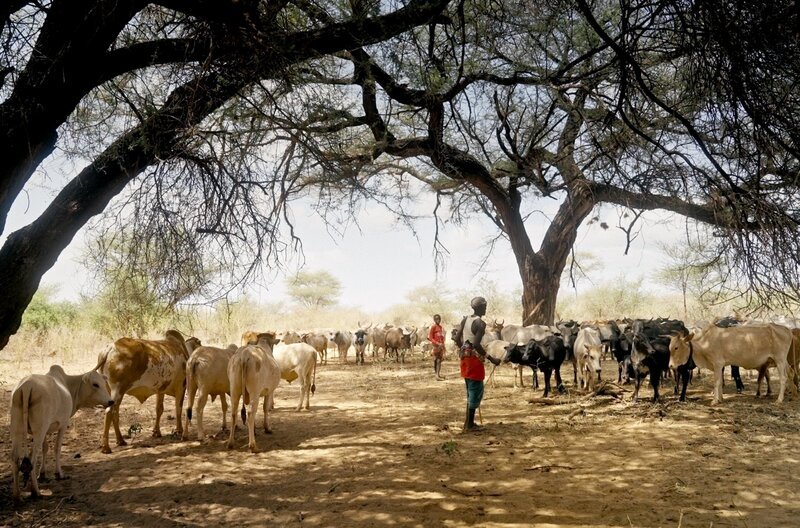 In den Trockengebieten im Süden Kenias bedrohen Dürren die Ernten, die Viehzucht und die Menschen. Die Kambas haben eine clevere Lösung für die Landwirtschaft entwickelt: den Sanddamm. – Bild: TSVP
