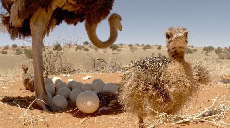 Ein frischgeschlüpftes Straußenjunge betrachtet neugierig die Welt vor seinem Nest. Strauße sind die größten Vögel unseres Planeten. – Bild: Terra Mater /​ Martyn Colbeck