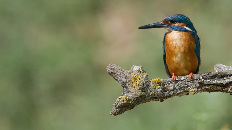 Der Eisvogel meistert eine große Herausforderung: Als fliegendes Tier jagt er Beute unter Wasser – mit höchster Präzision. – Bild: ZDF