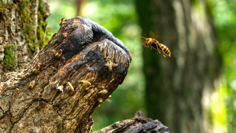 Asiatische Riesenhornisse fliegt einen Angriff auf ein Bienennest in einem hohlen Baum. – Bild: Terra Mater Factual Studios/​Oxford Scientific Films/​Benjamin Sadd
