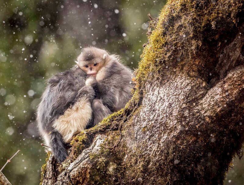 Der Winter in der hochgelegenen Bergregion Yunnans wartet mit kalten Temperaturen auf – hier hilft nur Kuscheln. – Bild: Terra Mater /​ Jacky Poon