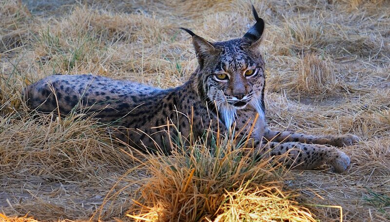 Iberischer Luchs – Bild: Terra Mater /​ Klaus Feichtenberger /​ KF