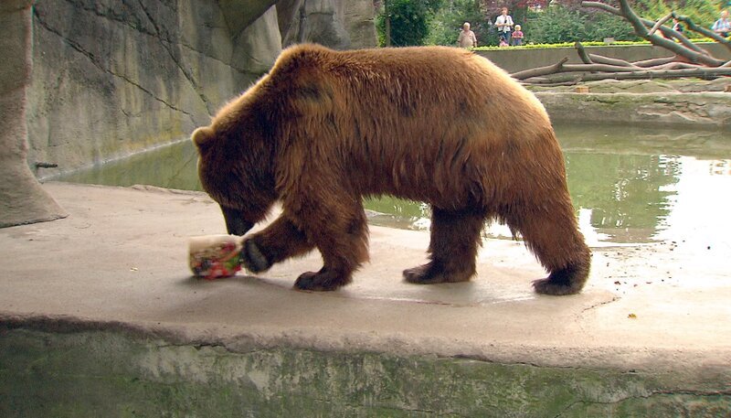 ARD/​NDR LEOPARD, SEEBÄR UND CO. FOLGE 111, „Kamtschatka-Bärin Mascha will ausbüxen!“, am Mittwoch (18.04.12) um 16:10&nbsp;Uhr im ERSTEN. Der Bär Leo untersucht seine Eisbombe. – Bild: NDR
