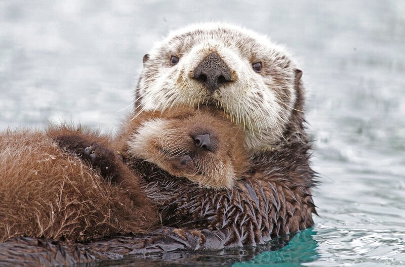 Eine Seeottermutter und ihr junger Welpe schwimmen im Prinz-William-Sund, Alaska – Bild: phoenix/​ZDF/​BBC