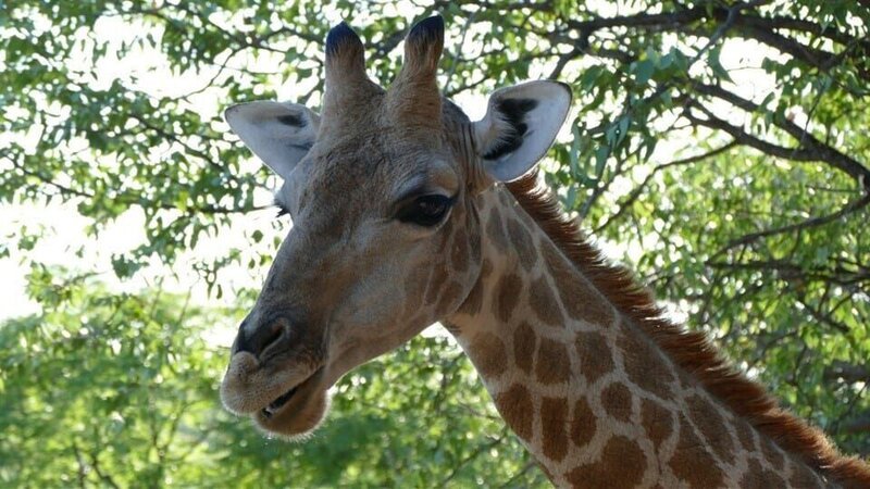 Anna und die wilden Tiere – Die Zunge der Giraffen 5; © BR/​Text+Bild Medienproduktion GmbH & Co. KG – Honorarfreie Verwendung gemäß AGB im redaktionellen Zusammenhang mit genannter Sendung bei Nennung „Bild: BR/​Text+Bild Medienproduktion GmbH & Co. KG“. Andere Verwendung nur nach Absprache. KiKA Marketing & Kommunikation – bildredaktion@kika.de Telefon: +49 361.218⁠–⁠1826 – Bild: Kinderkanal