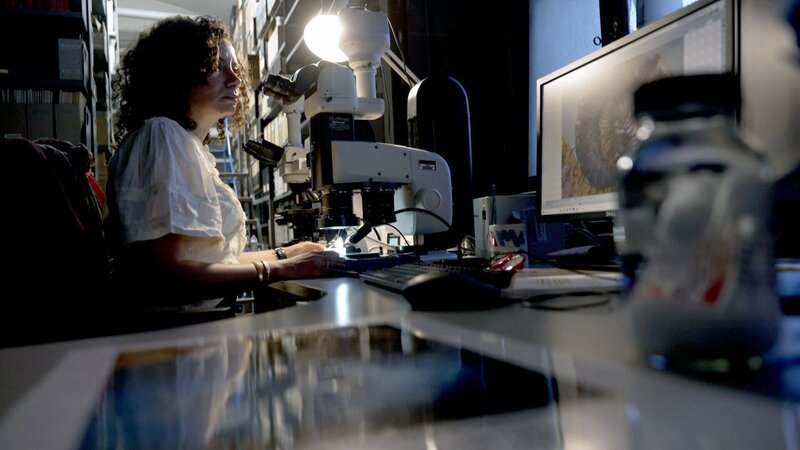 Biologin an ihrem Arbeitsplatz als Taxonomin im Naturhistorischen Museum. Sie sitzt am Mikroskop und betrachtet einen Tausendfüßler, ihr Spezialgebiet. – Bild: ORF/Landesstudio Wien Biologin an ihrem Arbeitsplatz als Taxonomin im Naturhistorischen Museum. Sie sitzt am Mikroskop und betrachtet einen Tausendfüßler, ihr Spezialgebiet. – Bild: ORF/Landesstudio Wien